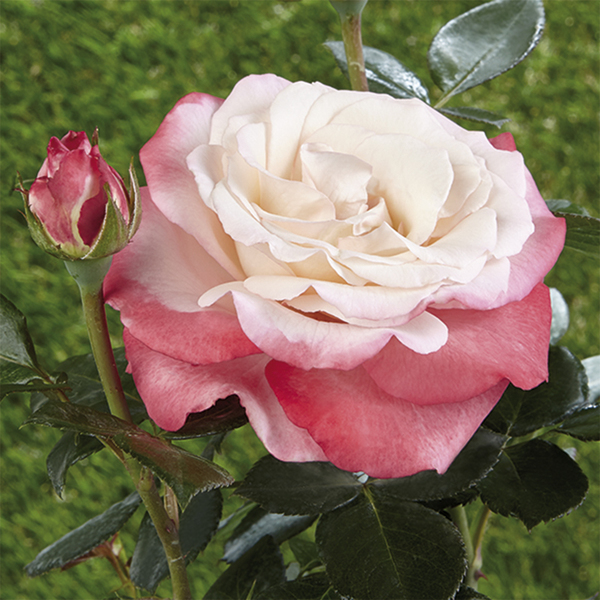 Dārza rozes - Floribundrozes