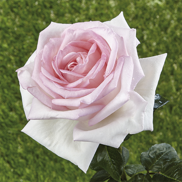 Parka rozes – krūmu rozes